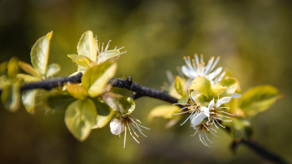 El Poder de los Detalles: Fotografiando Macro y Primeros&nbsp;Planos