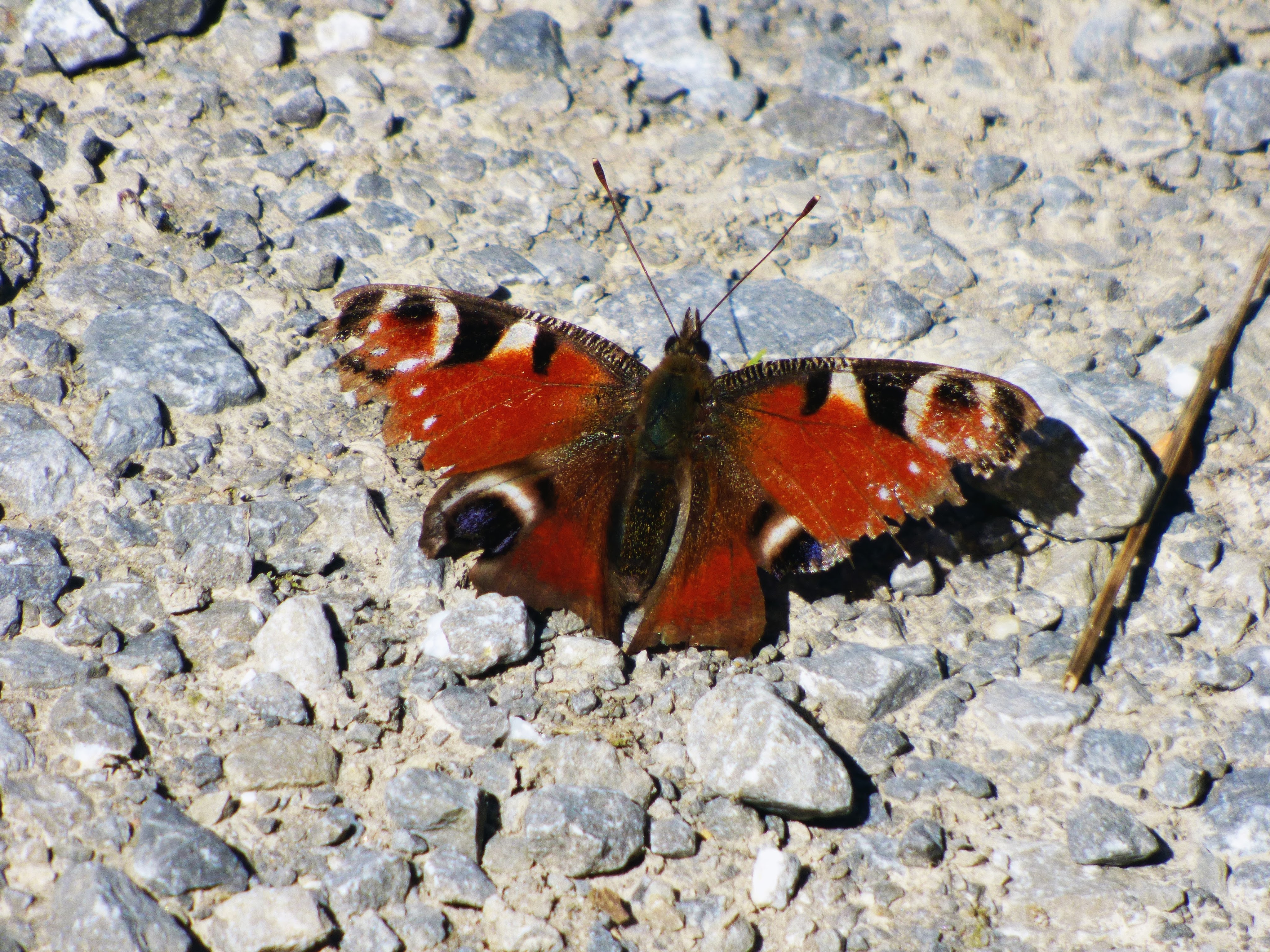 Mariposa Monarca o Mariposa Almirante Rojo en una superficie de grava gris con pequeñas rocas y guijarros. Fotografía David Lloveras Mir.