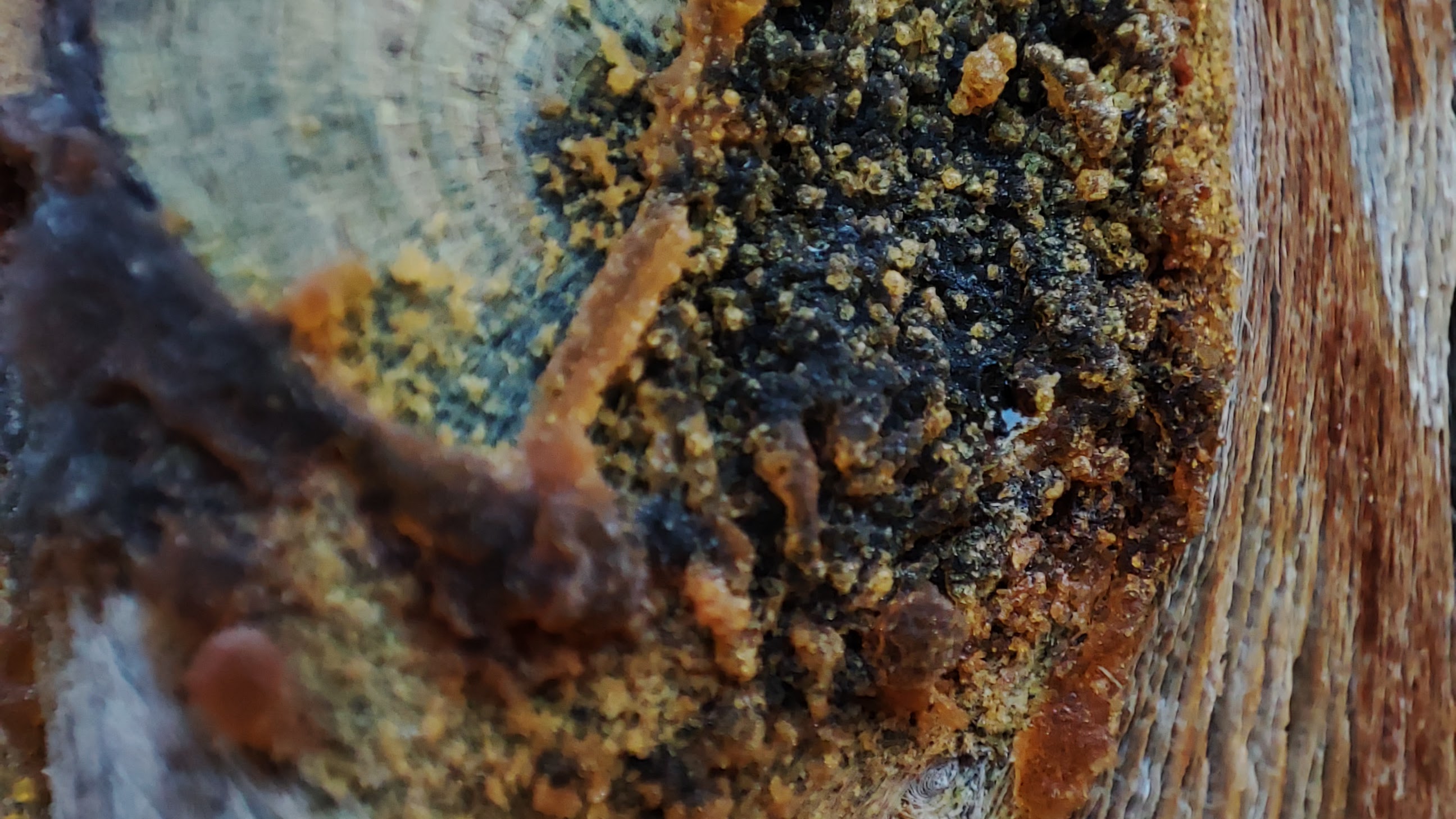 Primer plano de un tronco de árbol con algún tipo de hongo. Fotografía de David Lloveras Mir.