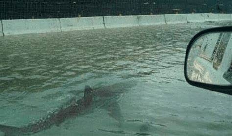 La verdad de la foto del tiburón en una carretera inundada de EE.UU (La República)